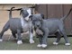 Regalo cachorros Pitbull Americano en adopcion1 - Foto 1