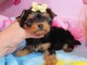 Regalo cachorros yorkie adorables