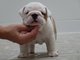 Regalo Dos Cachorros de bulldog inglés - Foto 1