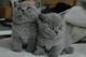 Regalo gatitos Briticos Pelo corto en Adopcion - Foto 1