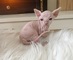 Regalo gatitos Sphynx en Adopcion - Foto 1