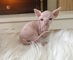 Regalo gatitos sphynx en adopcion