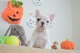 Regalo lindo bulldog frances cachorros