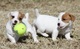 Regalo Mini cachorros Jack Rusell 1 - Foto 1