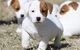 Regalo Mini cachorros Jack Rusell - Foto 1