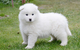 Samoyed Puppies en venta - Foto 1