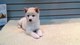 Shiba Inu Puppies en venta - Foto 1