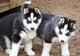 Siberian husky for adption