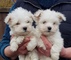 Súper adorable taza de té maltés cachorros