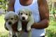 Vendo Hermosos Cachorros Labradores Dorados - Foto 1