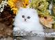 Adorable dulce preciosos gatitos persa - Foto 2