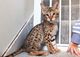 Adorables gatitos de sabana listos para adopción