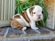 Cachorritos de bulldog ingles muy buena calidad - Foto 1