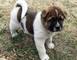 Cachorros akita