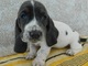 Cachorros basset HOUND - Foto 1