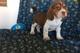 Cachorros beagle