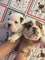 Cachorros de bulldog inglés de 12 semanas en venta - Foto 1