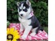 Cachorros de husky siberiano con ojos azules - Foto 1