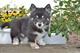 Cachorros de pomsky súper inteligentes y saludables - Foto 1