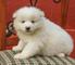 Cachorros de samoyedo macho y hembra disponibles