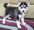 Cachorros husky siberiano con pedigree nacional - Foto 1