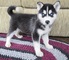 Cachorros husky siberiano con pedigree nacional