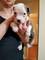 Cachorros pitbull american dulce adorable preciosos macho y hembr - Foto 1