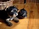 Celente Yorkie cachorros para la adopciónxcelente Yorkie cachorro - Foto 2