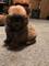 Disponible cachorro de crestado chino Powderpuff pomeranian mini - Foto 1