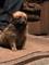 Disponible cachorro de crestado chino Powderpuff pomeranian mini - Foto 2