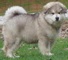 Disponible cachorros alaskan malamute