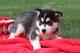 Disponible camada de husky siberiano