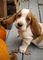 Dulce adorable preciosos de bassest hound americano - Foto 1