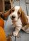 Dulce adorable preciosos de bassest hound americano