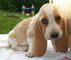 Dulce adorable preciosos de bassest hound americano - Foto 2
