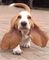 Dulce adorable preciosos de bassest hound americano - Foto 3