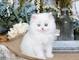 Dulce adorable preciosos gatos de prersian gato americano - Foto 1