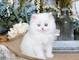 Dulce adorable preciosos gatos de prersian gato americano