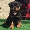 Excelente cachorros Rottweilers - Foto 1