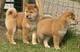 Excelente cachorros shiba inu