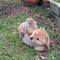 Excelente Cachorros Shiba Inu - Foto 2
