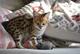 Excelentes gatitos de sabana - Foto 1