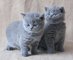 Gccf registró gatitos azules británicos - Foto 1
