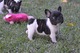 Gratis Cachorra Bulldog Frances Hembra - Foto 1