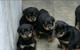Gratis Cachorro Rottweiler - Foto 1