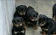 Gratis cachorro rottweiler