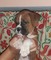 Gratis cachorros boxer hembra