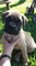 Gratis cachorros bullmastiff,