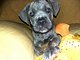 Gratis cachorros cane corso machos excelentes pedigree