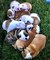 Gratis gratis bulldog ingles cachorros